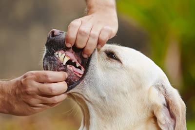 détartrage chien chat